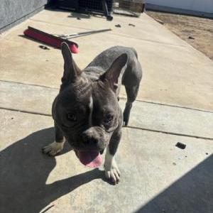 Image of Unknown, Found Dog