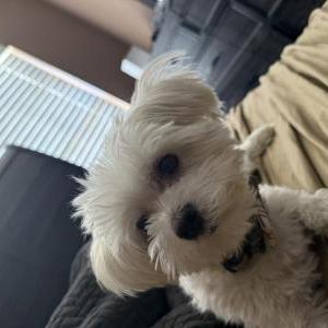 Lost Dog Shorty Price