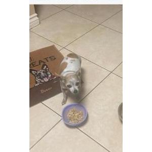Image of Rosie, Lost Dog