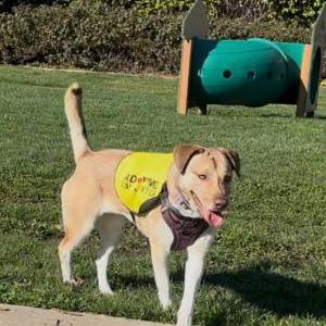 Lost Dog Sadie / Sade