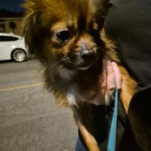 Image of Unknown, Found Dog