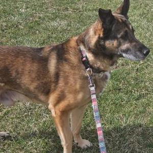 Lost Dog Henry
