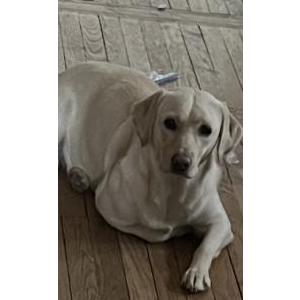 Image of LUCY, Lost Dog