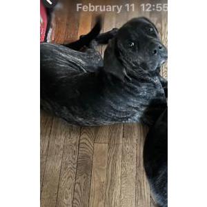 Image of SASHA, Lost Dog