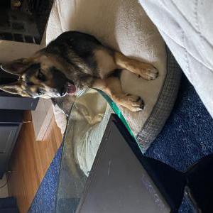 Image of Unknown, Found Dog