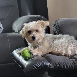 Lost Dog Roxy