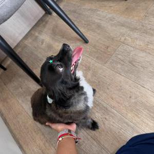 Image of Mimi, Lost Dog