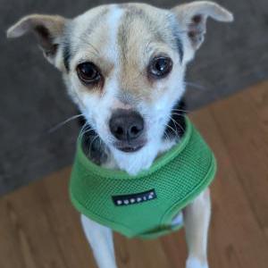 Image of Unknown, Found Dog