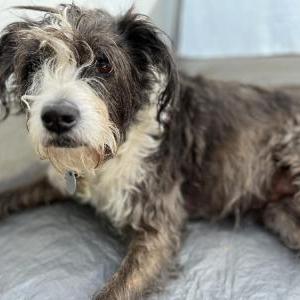 Image of Tuna, Lost Dog