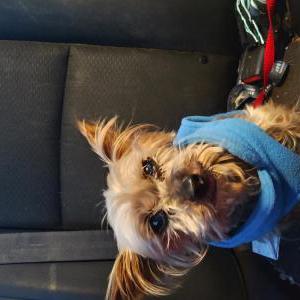 Image of unknown, Found Dog