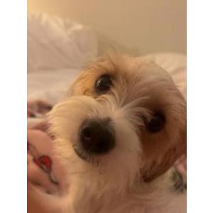 Image of Pebbles, Lost Dog