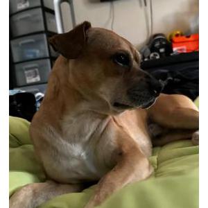 Image of Quik, Lost Dog