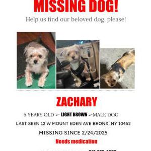 Image of Zachary, Lost Dog