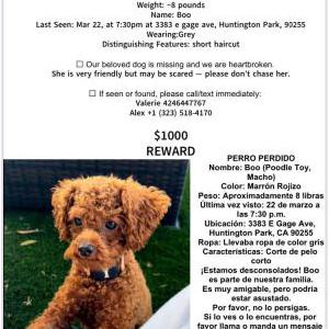 Image of Boo, Lost Dog