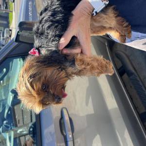 Image of Unknown, Found Dog