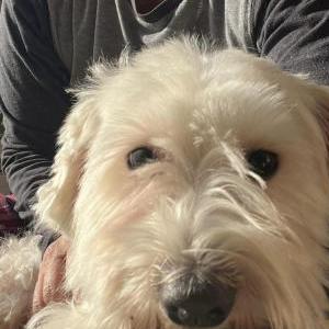 Image of Unknown, Found Dog