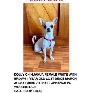 Image of dolly, Lost Dog