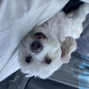 Lost Dog Maxie