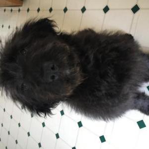 Found Dog Unknown
