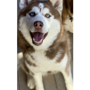Lost Dog Bear