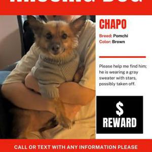 Image of Chapo, Lost Dog