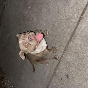 Image of Unknown, Found Dog