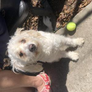 Found Dog Unknown