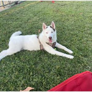 Lost Dog Maya