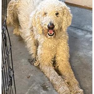 Image of Unknown, Found Dog