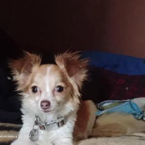 Lost Dog Nala