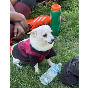 Image of Zero, Lost Dog