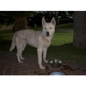 Image of unknowns, Found Dog
