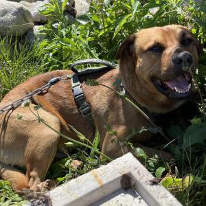 Image of Unknown, Found Dog