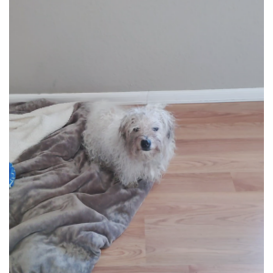 Found Dog Unknown