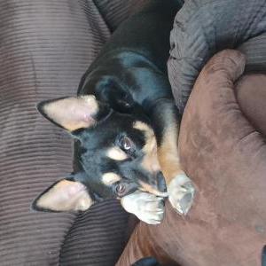 Image of Rocko, Lost Dog