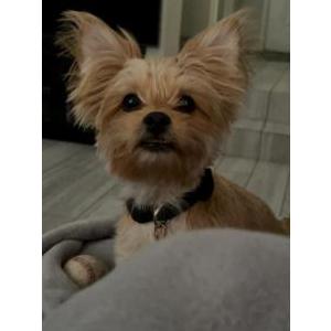 Image of Mocha, Lost Dog