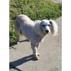 Image of Ranger, Lost Dog