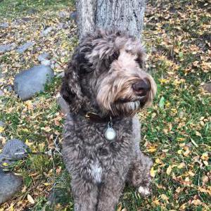 Image of Boone Edmonds, Lost Dog