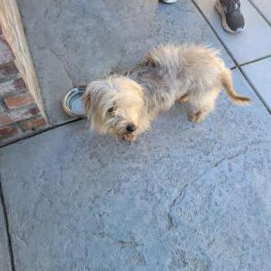 Found Dog Sweet Boy