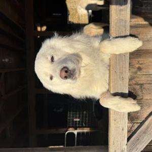Image of Topo, Lost Dog