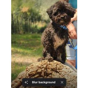 Image of Traveler, Lost Dog