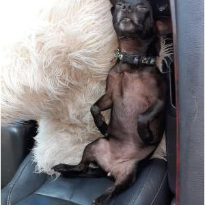Image of Momma puppies, Lost Dog
