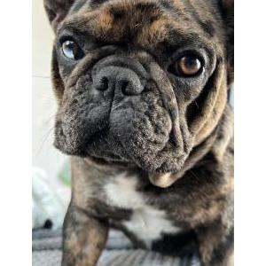 Image of Amiri, Lost Dog