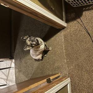 Image of Jenesis, Lost Dog