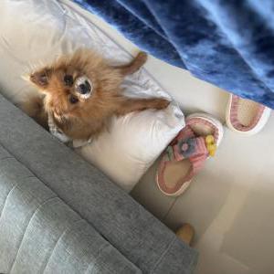 Image of Unknown, Found Dog