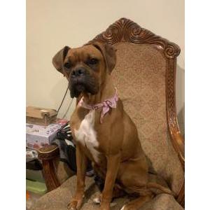 Image of Canela, Lost Dog
