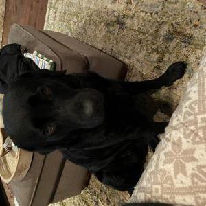 Image of Scarlet “Nilly”, Lost Dog