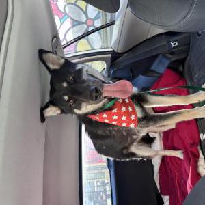 Image of Thomas, Lost Dog