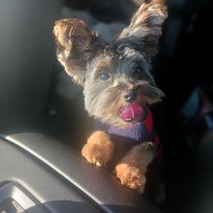 Image of Kodak, Lost Dog