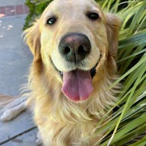 Image of Milkshake/Laura, Lost Dog